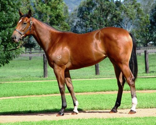 Champagne Harmony at 2007 Australian Easter Yearling