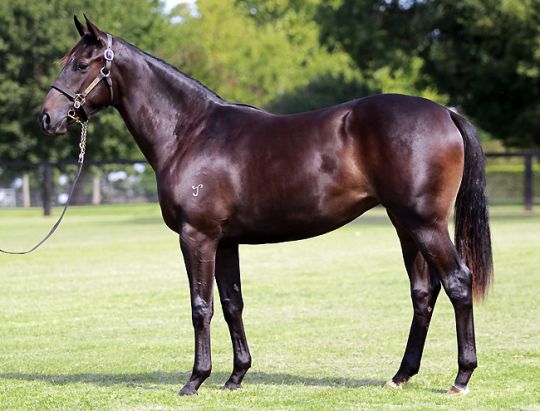 Mystical Miss at 2012 Australian Easter Yearling Sale