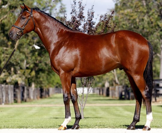 Embley Thoroughbred Horse Profile - Next Race, Form, Stats, News ...