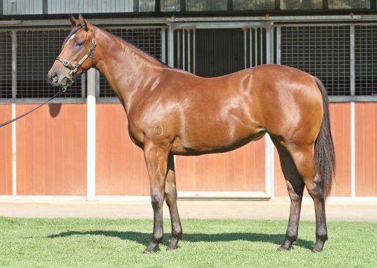 Exclusive Lass at 2013 Melbourne Premier Yearling Sale