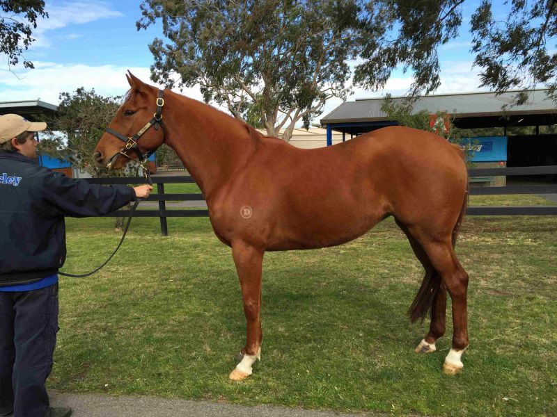 Gauze at 2015 August Thoroughbred Sale