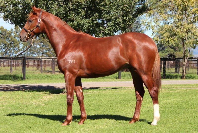 While We Can at 2015 Scone Select Yearling Sale