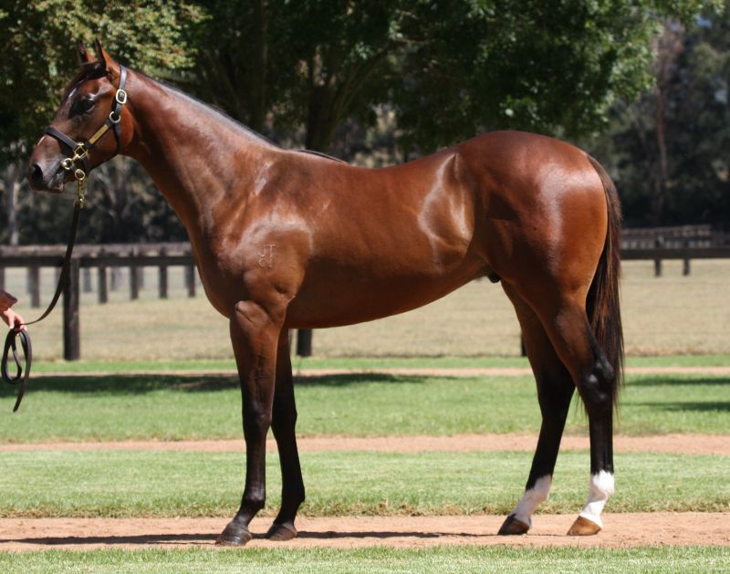 Elusive Empire at 2015 Australian Easter Yearling Sale
