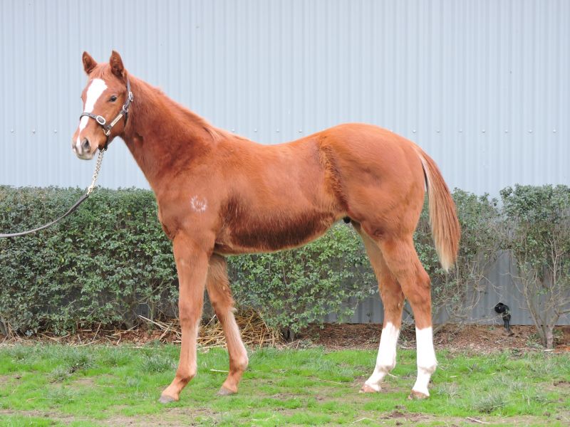 Hero King Thoroughbred Horse Profile Next Race, Form, Stats, News