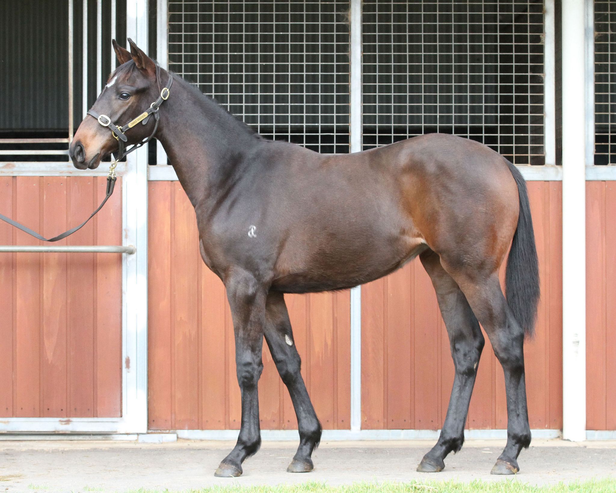 Encumbrance Thoroughbred Horse Profile Next Race, Form, Stats, News