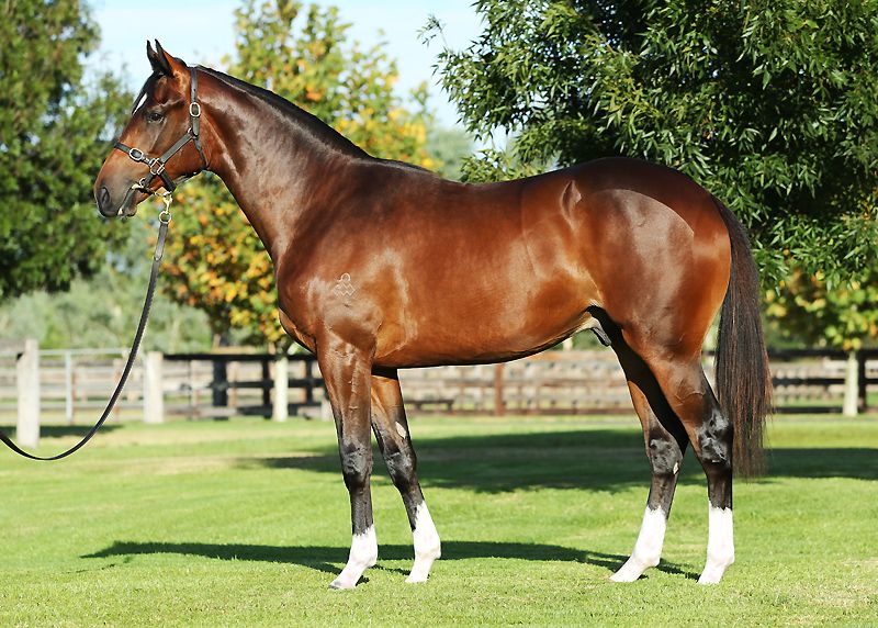 Lofty Heights Thoroughbred Horse Profile - Next Race, Form, Stats, News ...