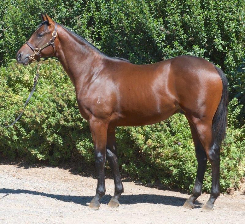 Canford at 2016 Melbourne Premier Yearling Sale