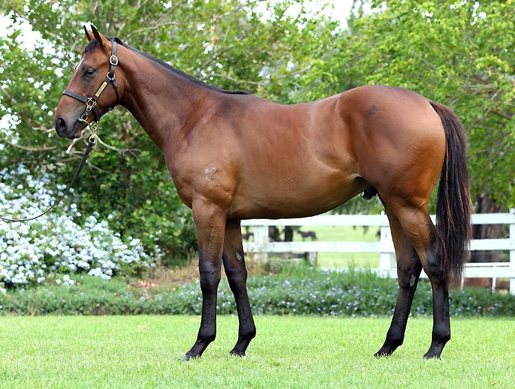 Jewel of Patch at 2016 Classic Yearling Sale