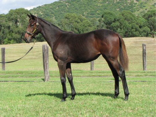 Emshalky at 2016 Australian Broodmare and Weanling Sale