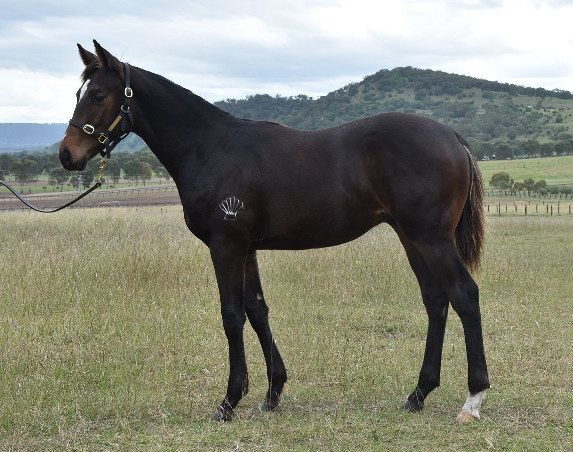 Athena's Lad at 2017 Scone Weanling and Thoroughbred Sale
