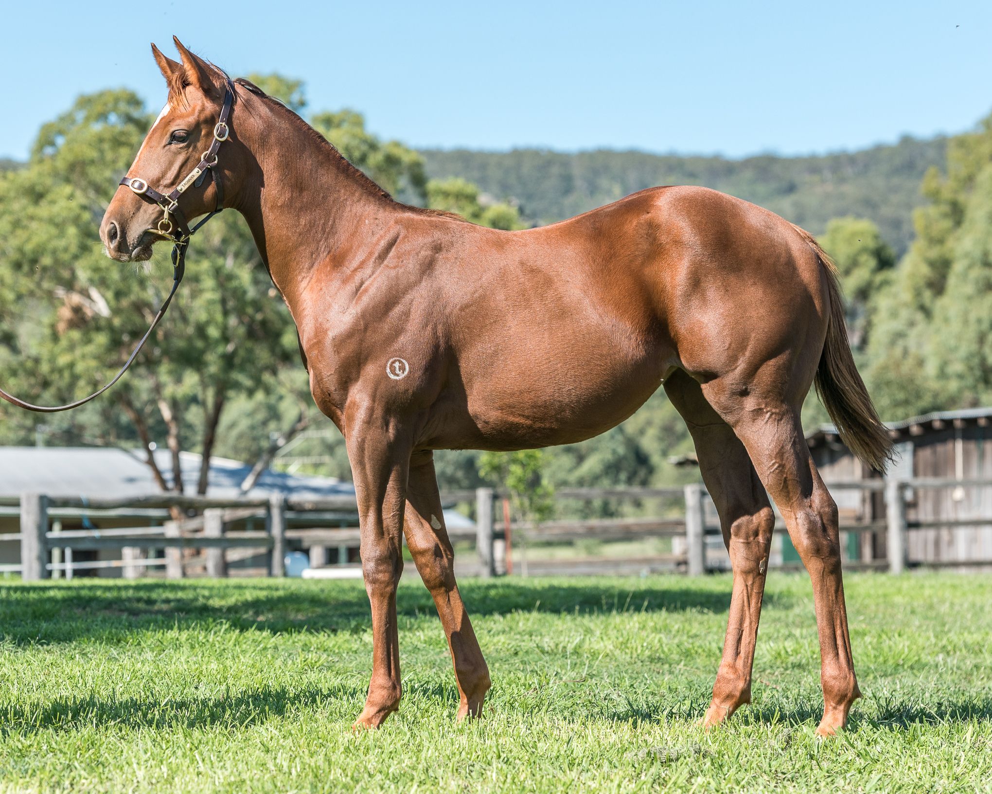 Amasenus at 2017 Australian Broodmare and Weanling Sale