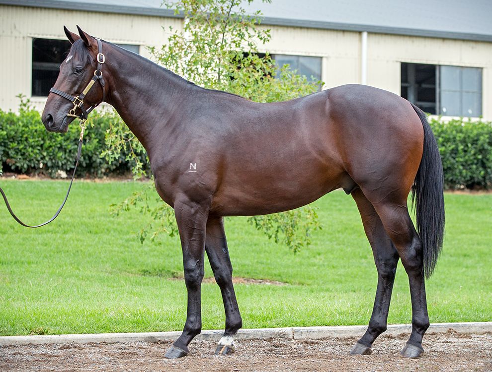 Noble Man at 2017 Australian Easter Yearling Sale