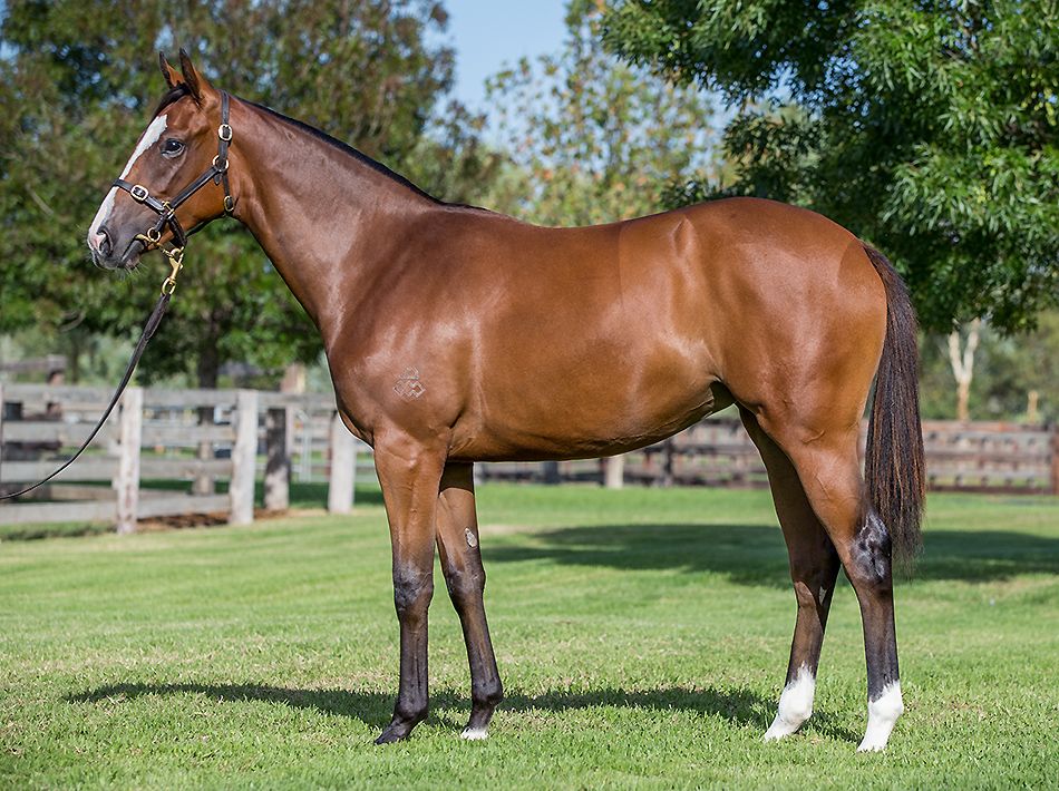 Smart Promise at 2017 Australian Easter Yearling Sale