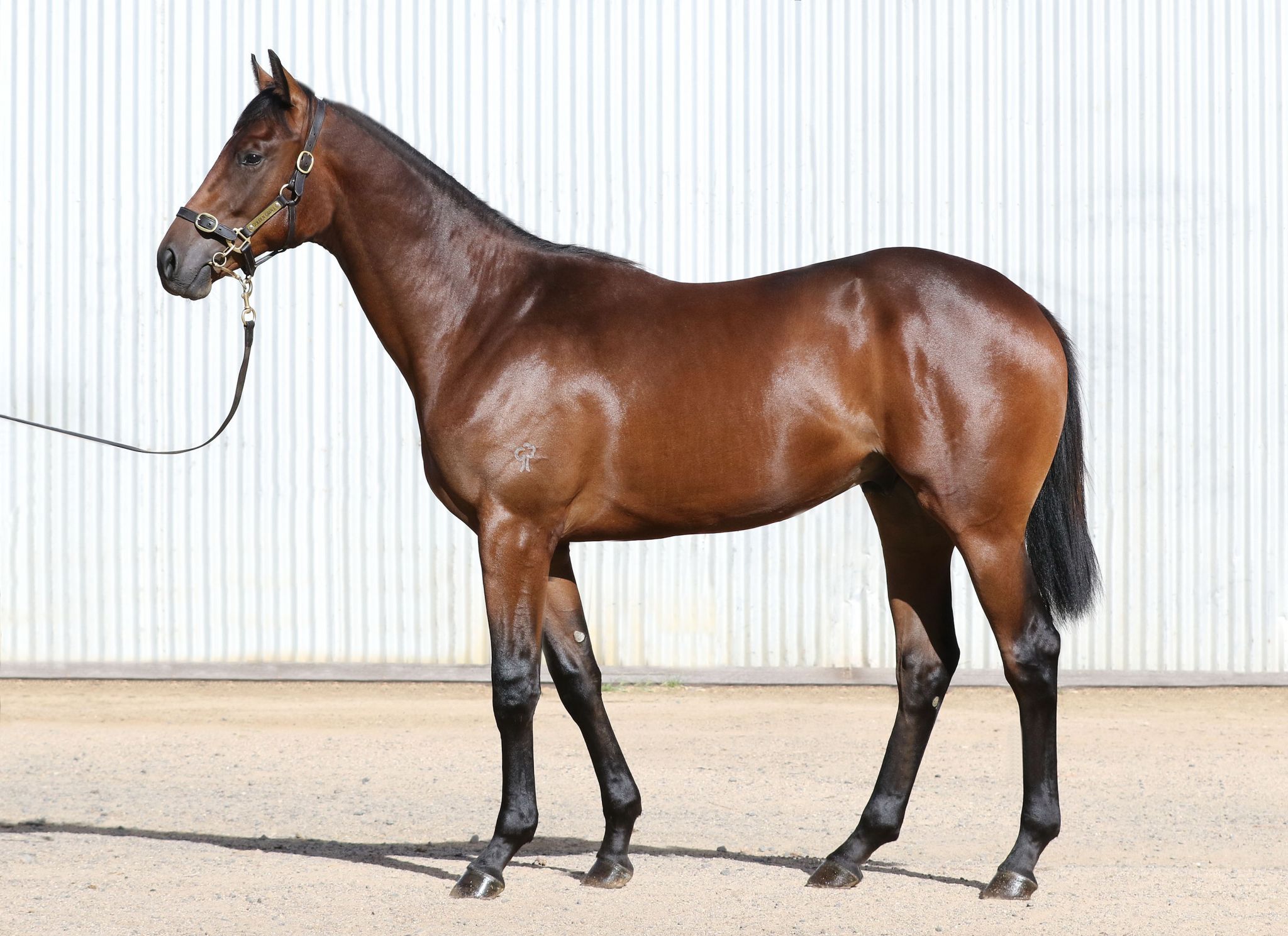 Fast Pace Thoroughbred Horse Profile Next Race, Form, Stats, News