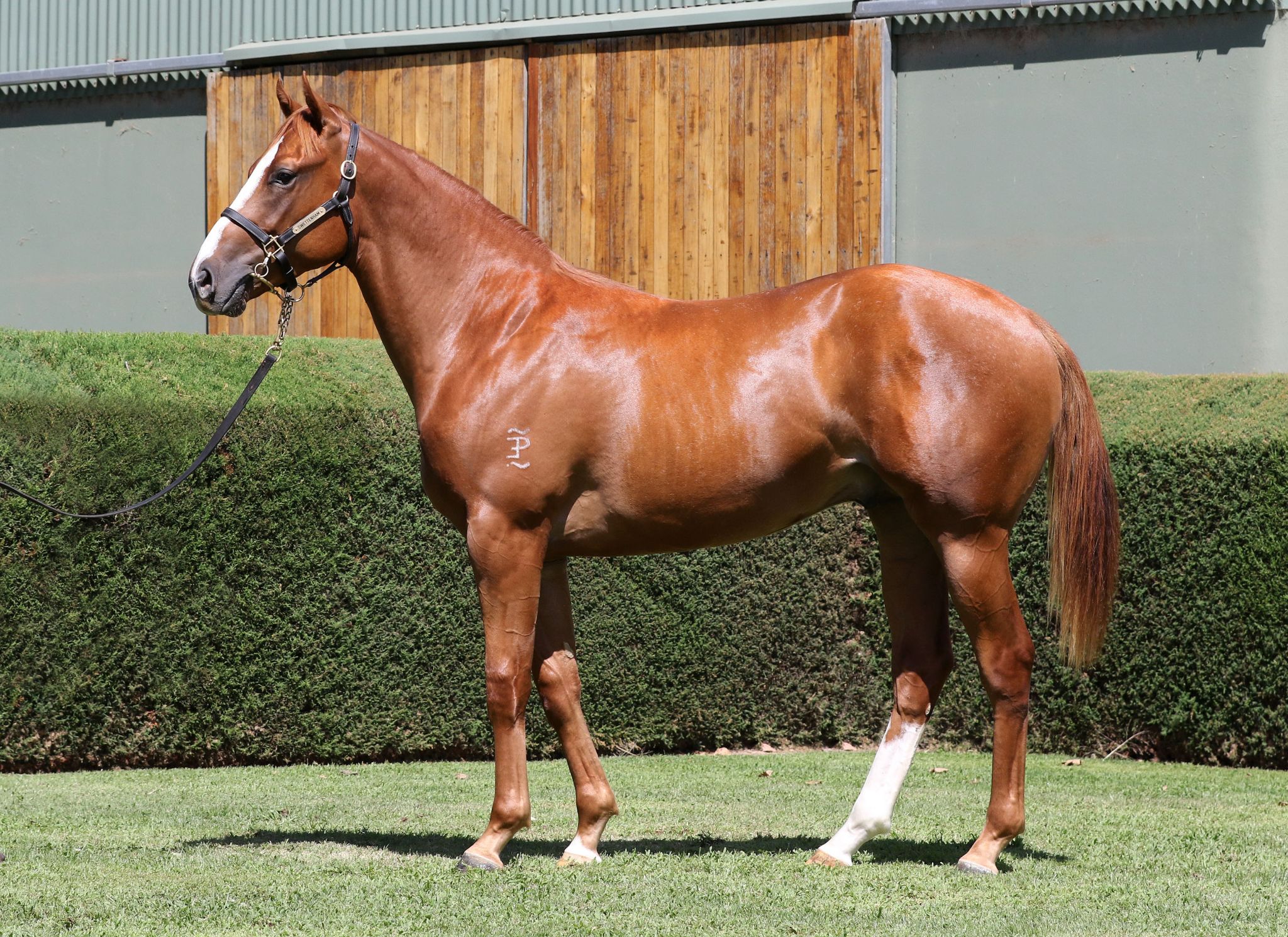 Exdream at 2017 Melbourne Premier Yearling Sale