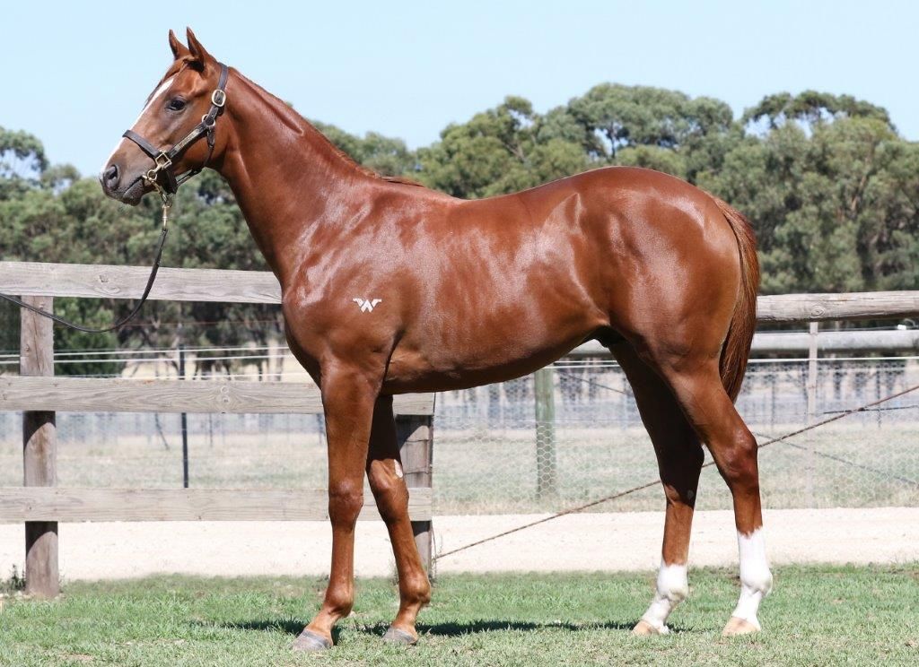 Special Charger Thoroughbred Horse Profile Next Race, Form, Stats