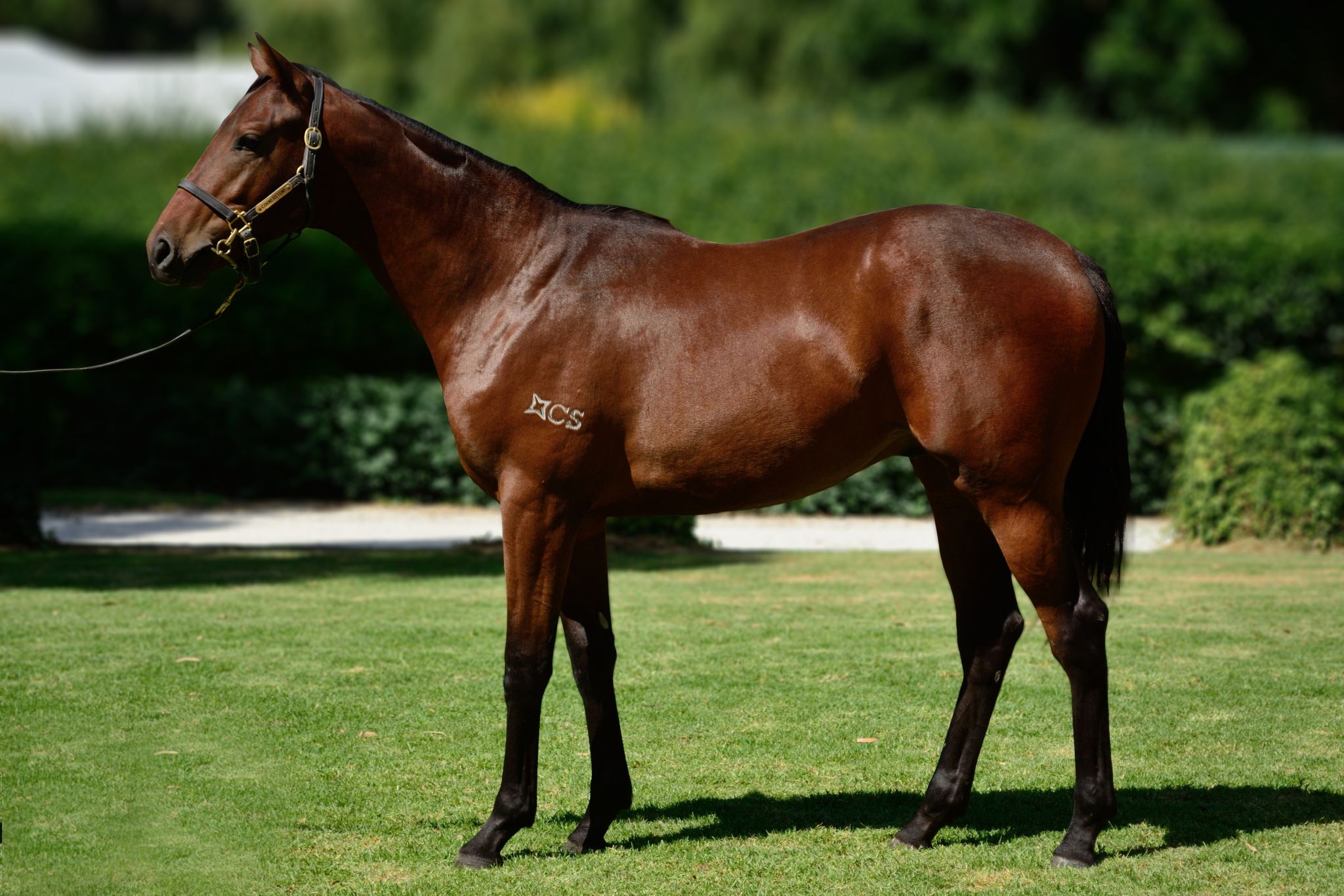 Ourkhani at 2017 Melbourne Premier Yearling Sale