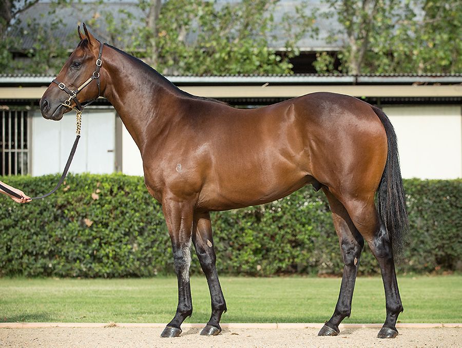 Star Of Jupiter Thoroughbred Horse Profile Next Race, Form, Stats