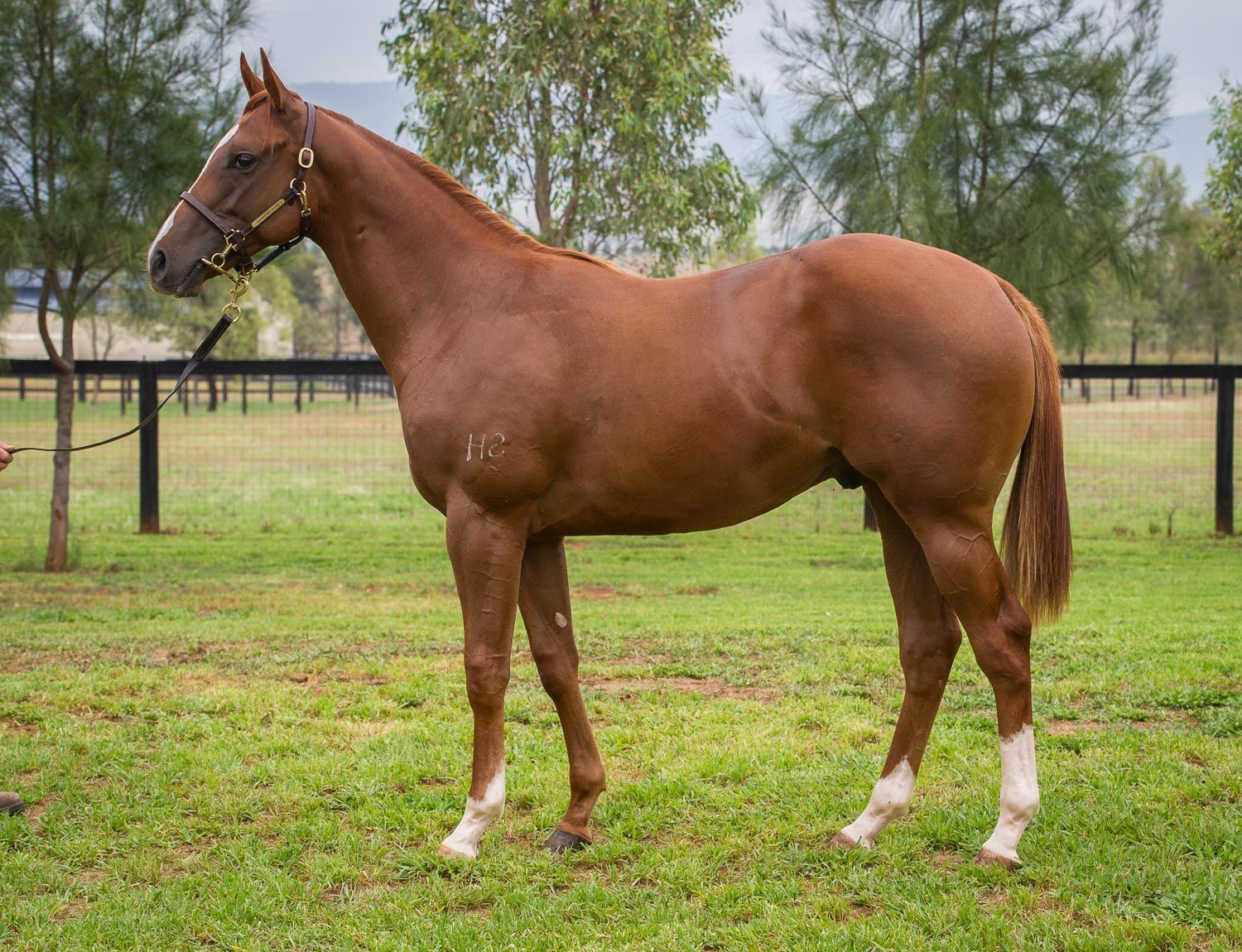 Farage Thoroughbred Horse Profile - Next Race, Form, Stats, News ...