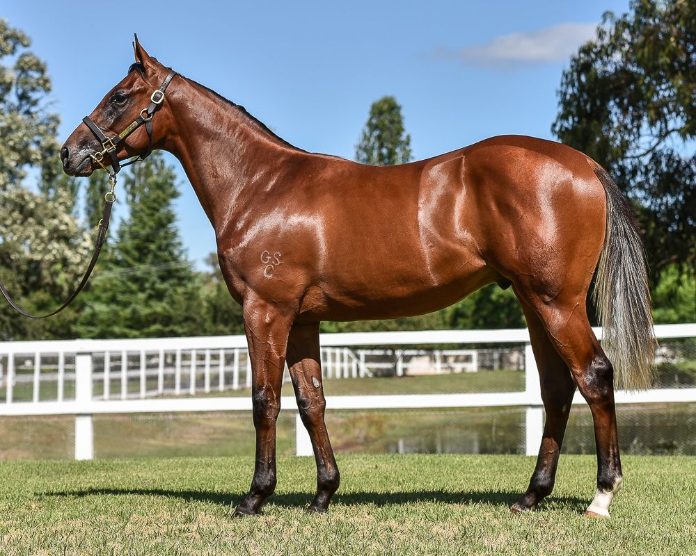 Smart Meteor at 2018 Classic Yearling Sale