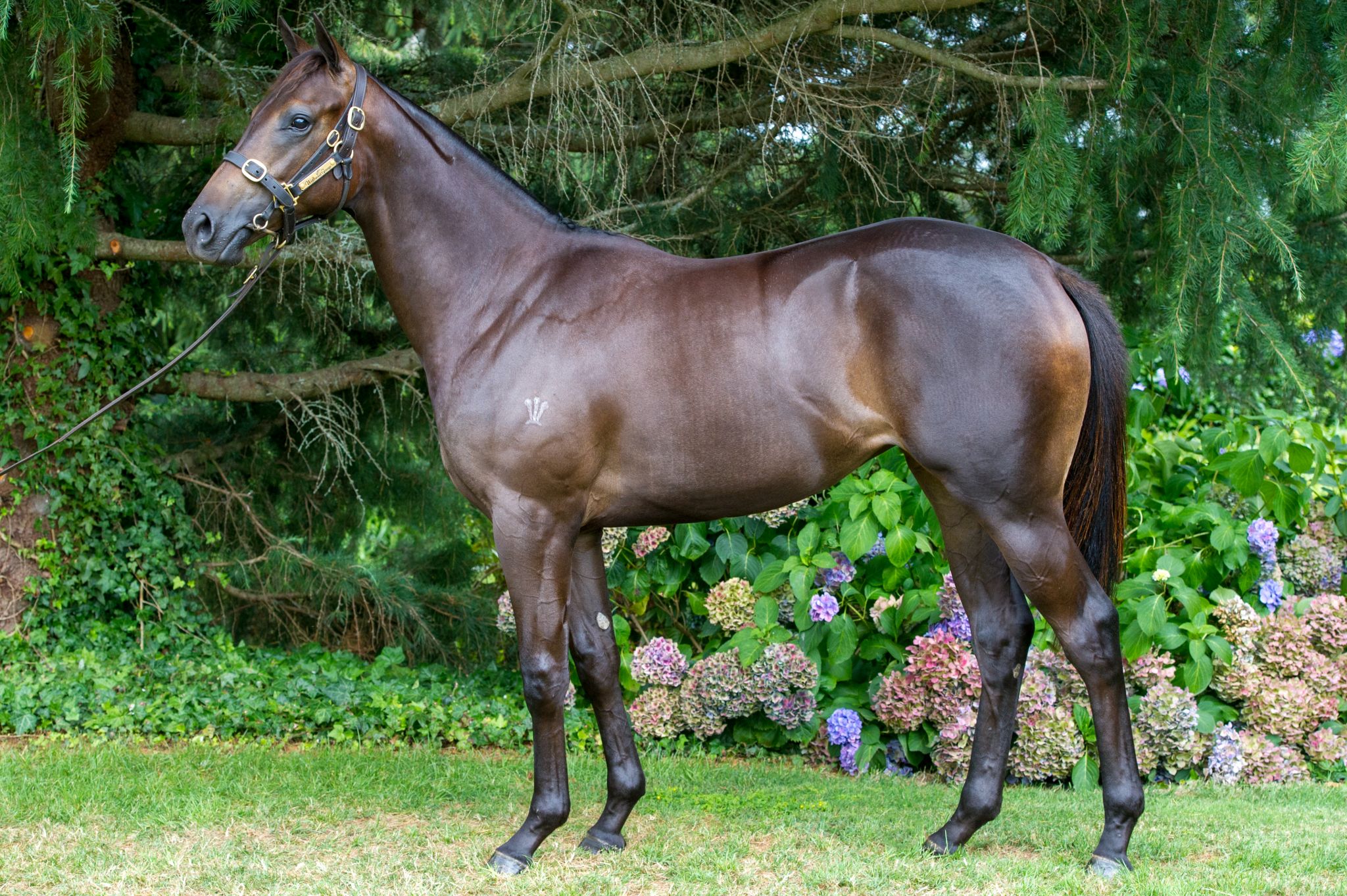 Fox Spirit at 2018 Classic Yearling Sale