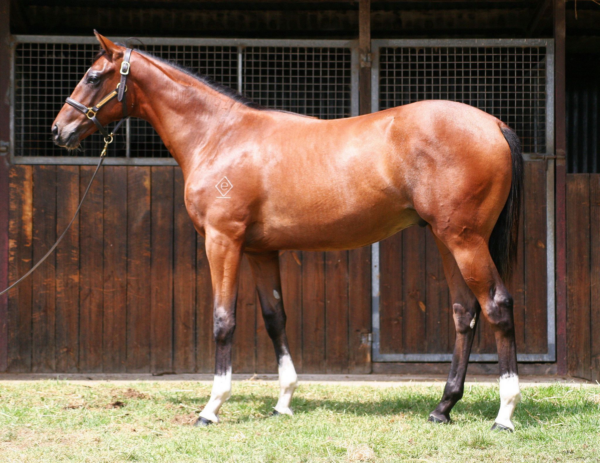 King Tat at 2018 Classic Yearling Sale