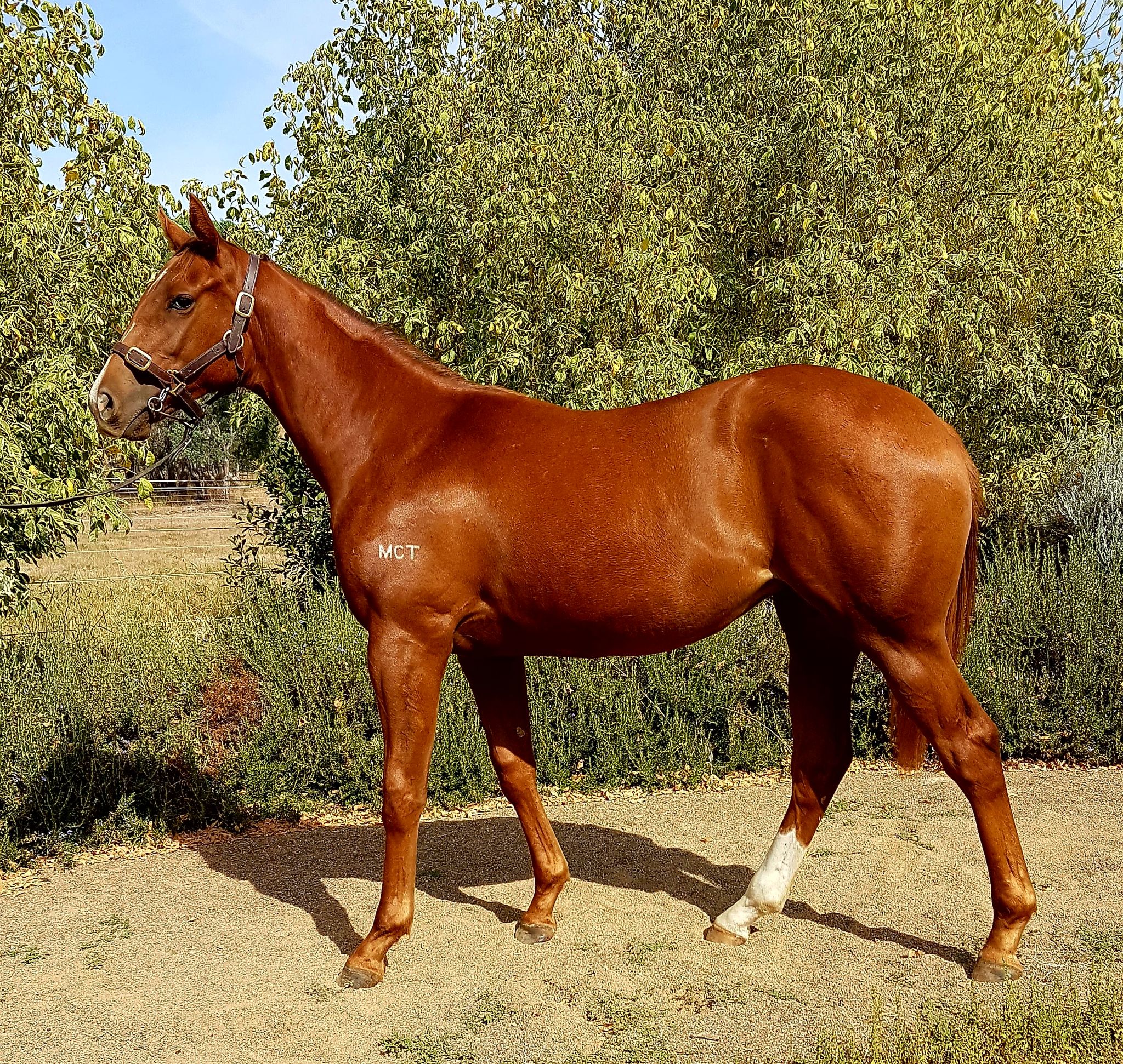 Moss Job Thoroughbred Horse Profile Next Race, Form, Stats, News, Breeding Racing and Sports