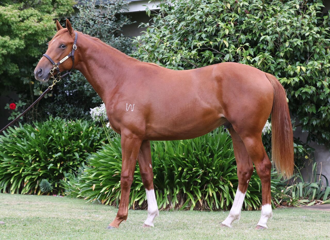 Rising Archie Thoroughbred Horse Profile - Next Race, Form, Stats, News ...