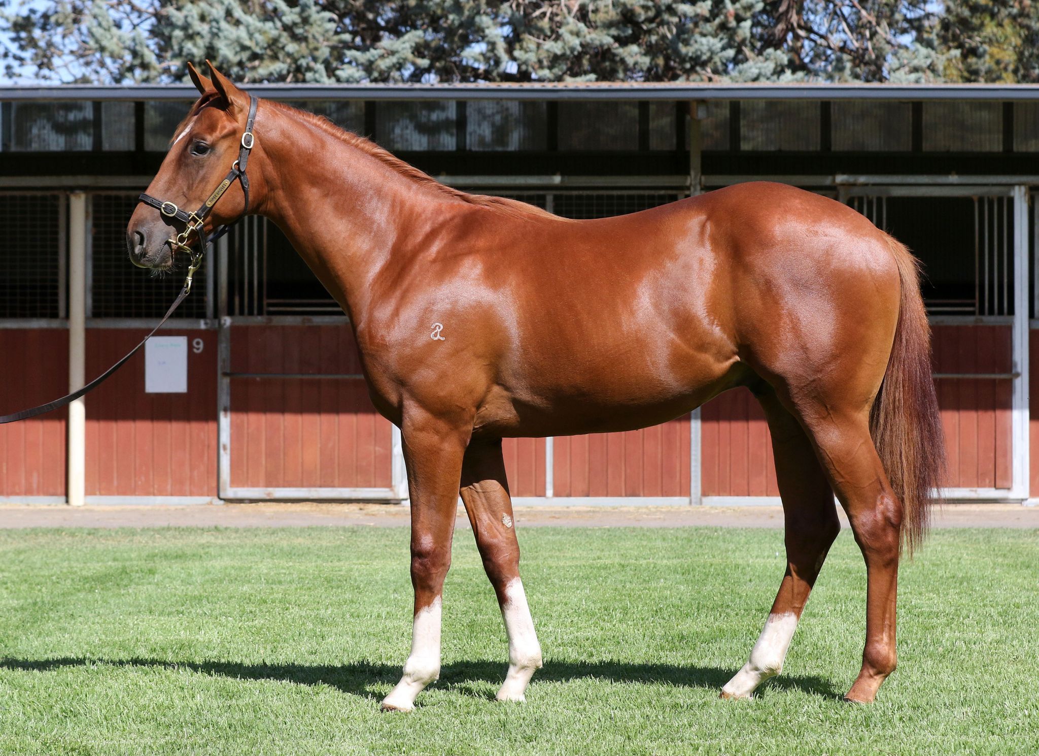 Our Free Spirit Thoroughbred Horse Profile Next Race, Form, Stats