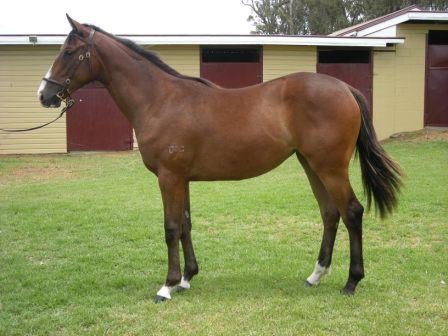 Dazzling Display at 2010 Gold Coast Yearling Sale