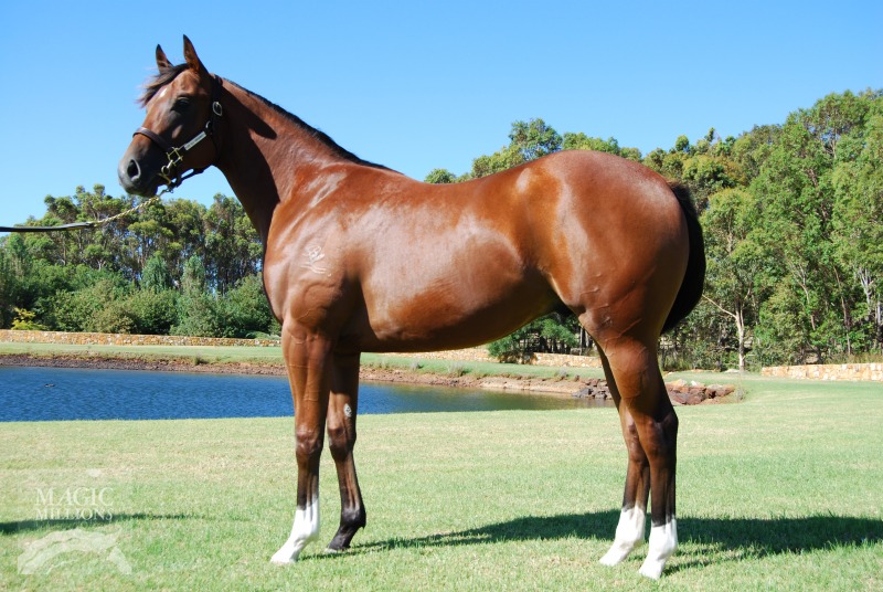 First Among Equals Thoroughbred Horse Profile - Next Race, Form, Stats ...