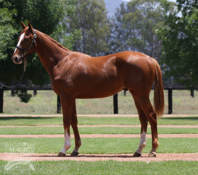 Stratum Star Thoroughbred Horse Profile - Next Race, Form, Stats, News ...