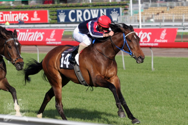 Devil Moon Thoroughbred Horse Profile - Next Race, Form, Stats, News