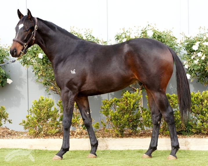 Walshie at 2015 Gold Coast National Yearling Sale
