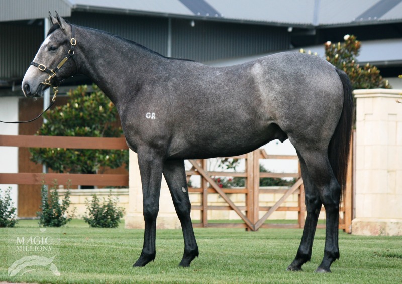 Greywolf at 2015 Gold Coast National Yearling Sale