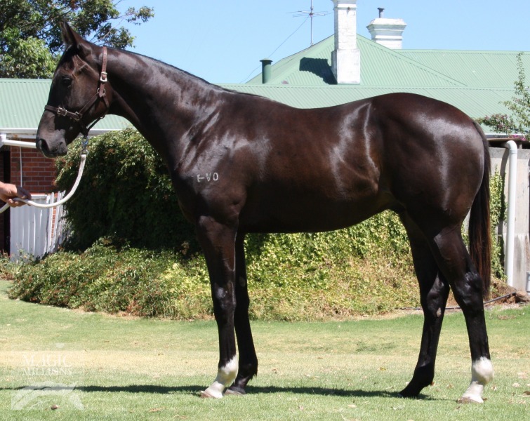 Yeah Dardy at 2015 Perth Yearling Sale