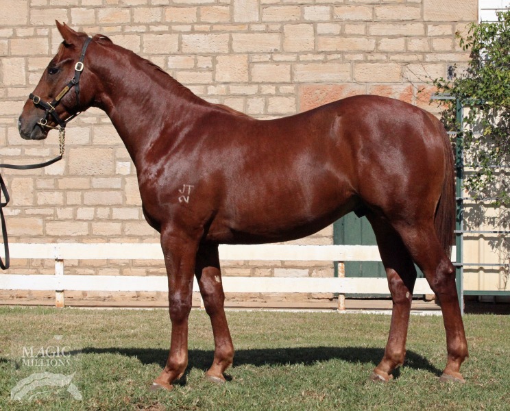 Buxton Thoroughbred Horse Profile Next Race, Form, Stats, News, Breeding Racing and Sports