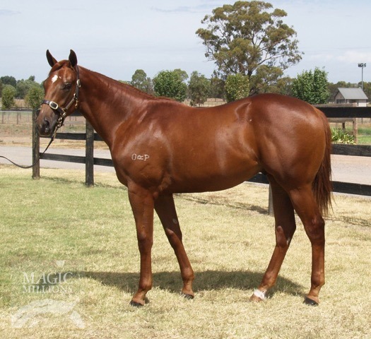 Money Bags Racing Mr Money Bags Thoroughbred Horse Profile - Next Race, Form, Stats, News ...