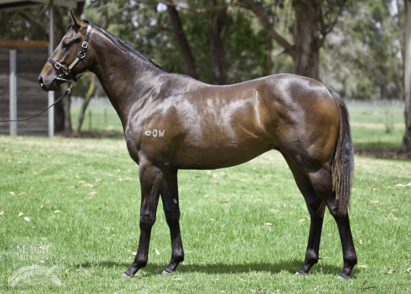 Charger Thoroughbred Horse Profile Next Race, Form, Stats, News