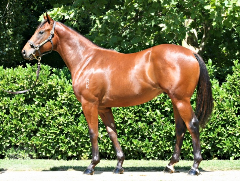 Deluxe Rocker at 2016 Gold Coast Yearling Sale