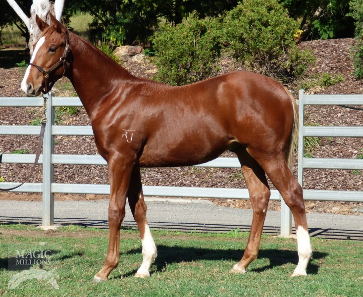 Cardiff Thoroughbred Horse Profile Next Race, Form, Stats, News