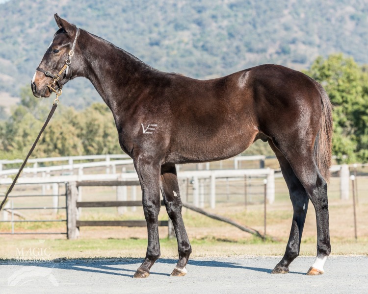 Jericho Missile at 2017 Gold Coast National Weanling Sale