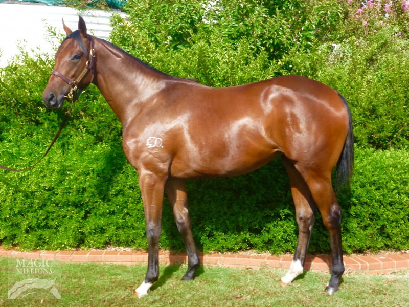 Euleilah Thoroughbred Horse Profile - Next Race, Form, Stats, News ...