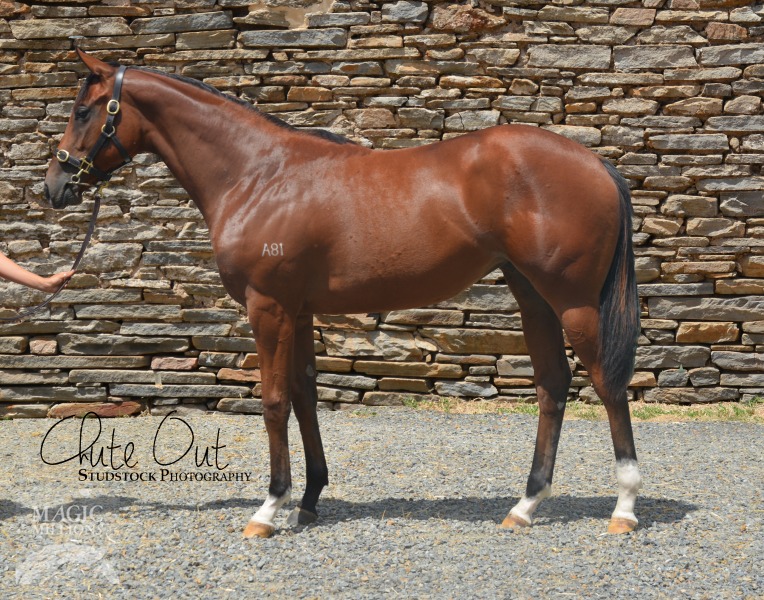 Halo's Quest Thoroughbred Horse Profile Next Race, Form, Stats, News