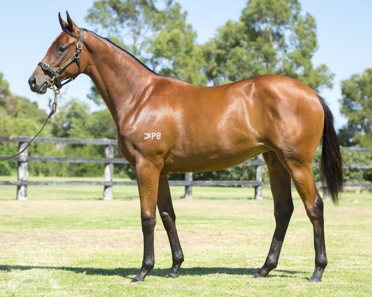 Cryptic Love at 2017 Perth Yearling Sale
