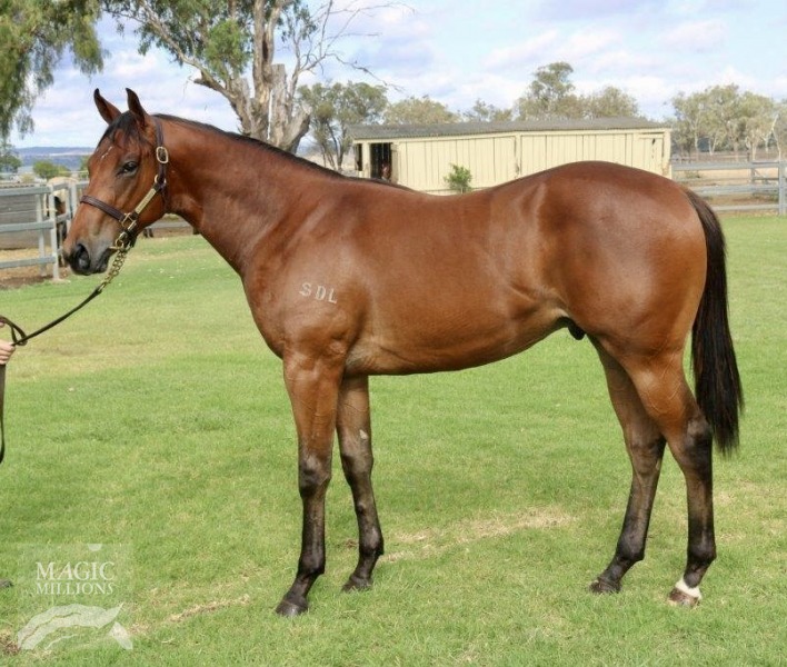 Okochi Archer Thoroughbred Horse Profile Next Race, Form, Stats, News