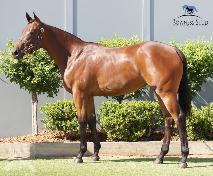 Devine Factor at 2018 Gold Coast Yearling Sale