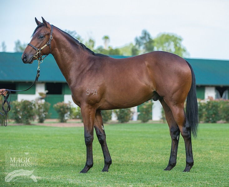 Mantelli at 2018 Gold Coast Yearling Sale
