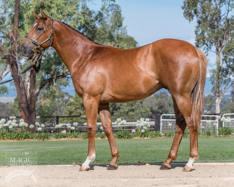 Fortune Changer Thoroughbred Horse Profile Next Race, Form, Stats