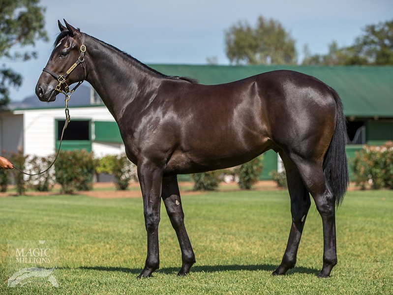 Blesk at 2018 Gold Coast Yearling Sale